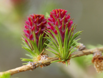 Samičí šištice modřínu opadavého (Larix decidua)