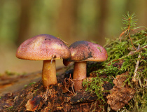 Šafránka červenožlutá (Tricholomopsis rutilans)