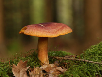 Šafránka červenožlutá (Tricholomopsis rutilans)