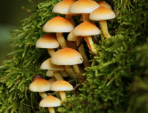 Třepenitka svazčitá (Hypholoma fasciculare)