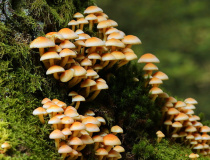 Třepenitka svazčitá (Hypholoma fasciculare)