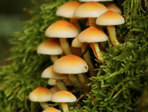 Třepenitka svazčitá (Hypholoma fasciculare)