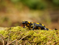 Mlok skvrnitý (Salamandra salamandra)