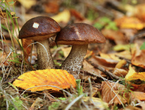 Kozák březový (Leccinum scabrum)