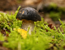 Kozák březový černohnědý (Leccinum melaneum)