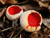 Ohnivec rakouský (Sarcoscypha austriaca (O. Beck ex Sacc.) Boud.)