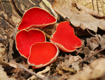 Ohnivec rakouský (Sarcoscypha austriaca (O. Beck ex Sacc.) Boud.)