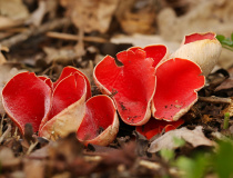 Ohnivec rakouský (Sarcoscypha austriaca (O. Beck ex Sacc.) Boud.)