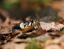 2.Užovka obojková (Natrix natrix)