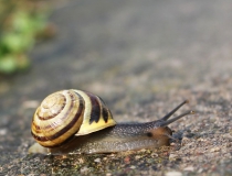 20.Páskovka keřová (Cepaea hortensis)