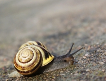 21.Páskovka keřová (Cepaea hortensis)