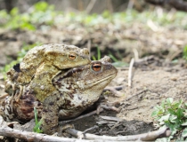 22.Pářící se ropuchy (Bufo bufo)
