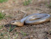 25.Slepýš křehký (Anguis fragilis)