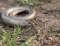 26.Slepýš křehký (Anguis fragilis)