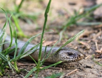 27.Slepýš křehký (Anguis fragilis)