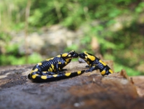 28.Milenci - mlok skvrnitý (Salamandra salamandra)