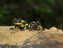29.Sourozenci-Mlok skvrnitý (Salamandra salamandra)