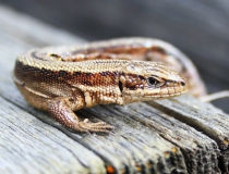 31.Ještěrka živorodá (Zootoca vivipara)
