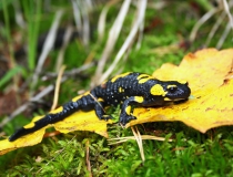 32.Mlok skvrnitý (Salamandra salamandra)