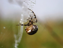 33.Křižák obecný (Araneus diadematus)