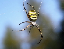 34.Křižák pruhovaný (Argiope bruennichi)