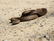 35.Užovka hladká (Coronella austriaca)