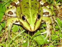 36.Skokan zelený (Pelophylax esculentus)