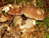 37.Hřib dubový (Boletus reticulatus)