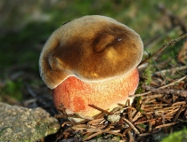 38.Hřib kovář (Boletus erythropus)
