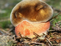 39.Hřib kovář (Boletus erythropus)