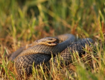 4.Užovka hladká-samice (Coronella austriaca)