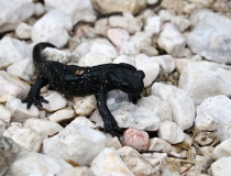 40.Mlok černý (Salamandra atra)