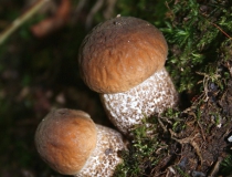 41.Kozák habrový (Boletus carpini)