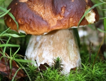42.Hřib smrkový (Boletus edulis)