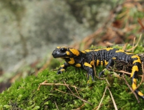 43.Mlok skvrnitý (Salamandra salamandra)
