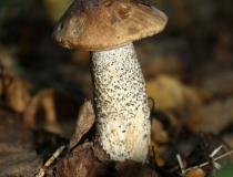 44.Kozák březový (Leccinum scabrum)