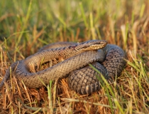 5.Užovka hladká-samice (Coronella austriaca)