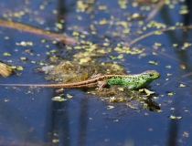 6.Ještěrka obecná-samec (Lacerta agilis)