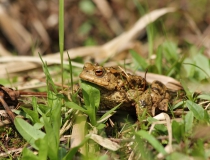 7.Ropucha obecná (Bufo bufo)