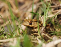 8.Ropucha obecná (Bufo bufo)