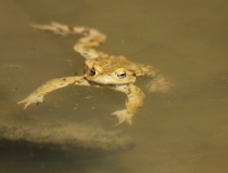 9.Ropucha obecná (Bufo bufo)