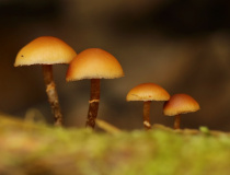 Čepičatka jehličnanová (Galerina marginata)