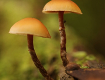 Čepičatka jehličnanová (Galerina marginata)