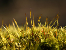 Dvouhrotec-chvostnatý (Dicranum scoparium)