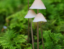 Helmovka kuželovitá (Mycena metata)