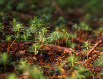 Nová generace - Smrk ztepilý (Picea abies)
