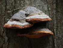 Troudnatec pásovaný (Fomitopsis pinicola)