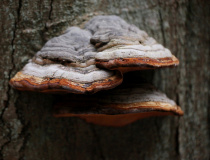 Troudnatec pásovaný (Fomitopsis pinicola)