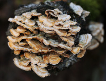 Pevník plstnatý (Stereum subtomentosum)