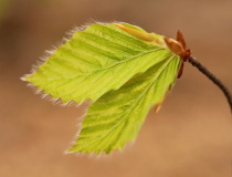 Listy buku lesního (Fagus sylvatica)